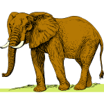 African elephant-1684728643